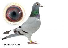 PL-0313-24(25)-4252 - gołębek z obu stron wywodzi się ze słynnego Hurricana