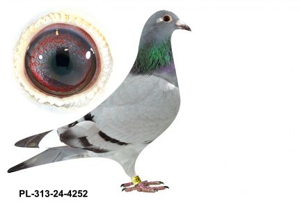 PL-0313-24(25)-4252 - gołębek z obu stron wywodzi się ze słynnego Hurricana