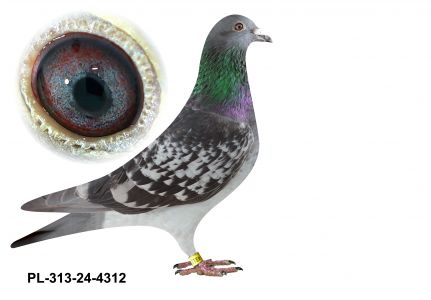 PL-0313-24(25)-4312 - dziecko suer lotnika z MWG Giewont oraz potomka słynnego Hurricana 51