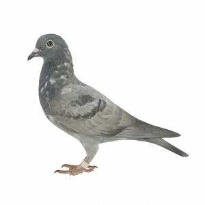 PL-0313-24(25)-5442 - gołąbek z mojej linii giłębi dalekodystansowych