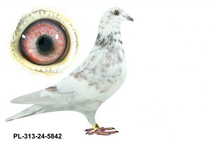 PL-0313-24(25)-5842 - z obu stron potomek Super NL-246