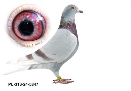 PL-0313-24(25)-5847 - gołąbek z wybitnymi przodkami w rodowodzie
