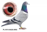 PL-0313-24(25)-5852 - gołąbek wywodzący się patków Janssen oraz Heremans