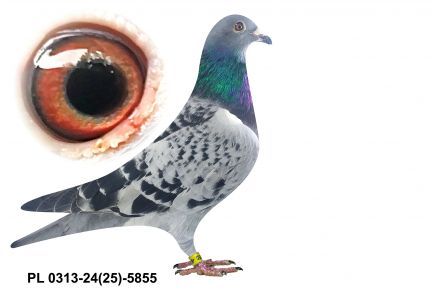 PL-0313-24(25)-5855 - gołąbek wywodzący się ptaków Grzankowskiego oraz Bieńka