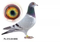 PL-0313-24(25)-5856 - gołąbek wywodzi się z ptaków Grzankowski x Bieniek