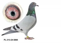 PL-0313-24(25)-5860 - gołąbek wywodzi się z ptaków Benedykt,Morel oraz Puttmann