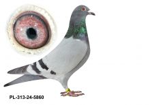 PL-0313-24(25)-5860 - gołąbek wywodzi się z ptaków Benedykt,Morel oraz Puttmann