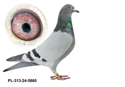 PL-0313-24(25)-5860 - gołąbek wywodzi się z ptaków Benedykt,Morel oraz Puttmann