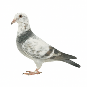 PL-0313-24(25)-6743 - super pochodzenie: NL-246, 1360, Hurrican, Fineke