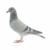 PL-0313-24(25)-6747 - gołębek wywodzi się z cenionych linii Cindy oraz 1360