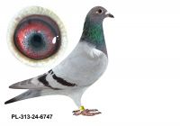 PL-0313-24(25)-6747 - gołębek wywodzi się z ptaków Fuchs&Wolf, Puttmann oraz MTM Pałka