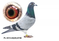 PL-0313-24(25)-6748 - gołąbek wywodzący się z ptaków Aniśkiewicza oraz Koniecznego