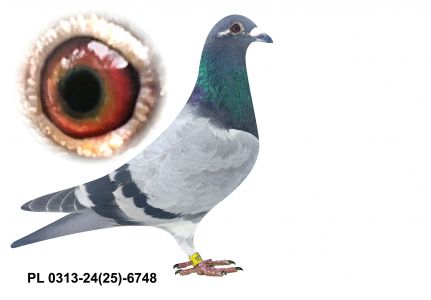 PL-0313-24(25)-6748 - gołąbek wywodzący się z ptaków Aniśkiewicza oraz Koniecznego