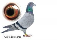 PL-0313-24(25)-6758 - gołąbek wywodzący się z ptaków Koniecznego