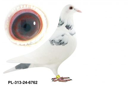 PL-0313-24(25)-6762 - dziecko oryginałów Grzankowski/Brendel