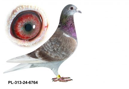 PL-0313-24(25)-6764 - gołabek wywodzący się z ptaków braci Rudalskich, Puttmanna i Kołodzieja