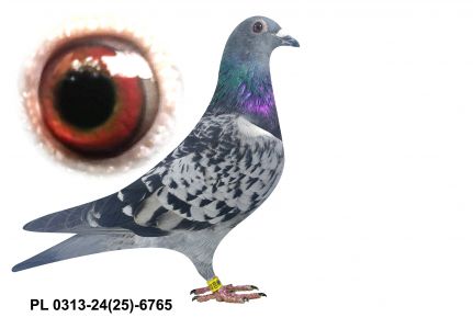 PL-0313-24(25)-6765 - gołąbek wywodzący się z ptaków Kowalczyka i Bosia