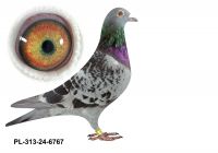 PL-0313-24(25)-6767 - gołąbek wywodzący się linii ptaków szykowanych na wspólne gołębniki
