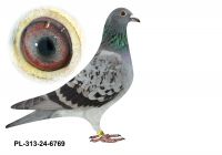 PL-0313-24(25)-6769 - gołębek wywodzi się z najlepszych ptaków Fuchs&Wolf