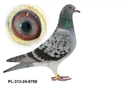 PL-0313-24(25)-6769 - gołębek wywodzi się z najlepszych ptaków Fuchs&Wolf
