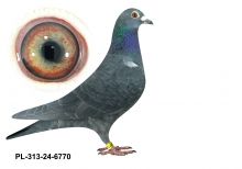 PL-0313-24(25)-6770 - gołabek wywodzący się z ptaków braci Rudalskich i Puttmanna