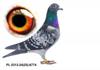 PL-0313-24(25)-6774 - gołąbek wywodzący się z ptaków Bugały i Bieńka