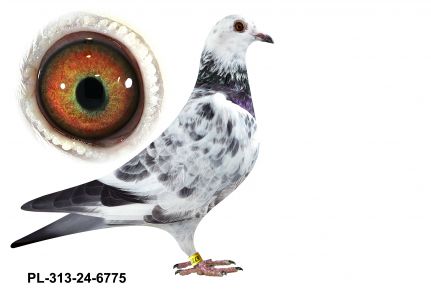 PL-0313-24(25)-6775 - gołąbek wywodzący się linii ptaków szykowanych na wspólne gołębniki