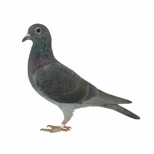 PL-0313-24(25)-6777 - gołąbek wywodzący się z solidnych linii