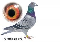 PL-0313-24(25)-6778 - gołąbek wywodzący się z ptaków Benedykta i Puttmanna