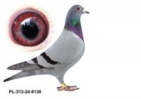 PL-0313-24(25)-8136 - gołąbek wywodzący się z ptaków F&Wolf, Puttmann oraz Pałka