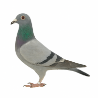 PL-0313-24(25)-8136 - gołębek wywodzi się z cenionych linii Cindy oraz 1360