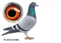 PL-0313-24-4386 - gołąbek wywodzący się z ptaków Kapinos-Leś (prawnuk Super NL-246)
