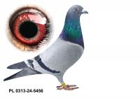 PL-0313-24-5456 - gołąbek wywodzący się z ptaków Kowalczyka