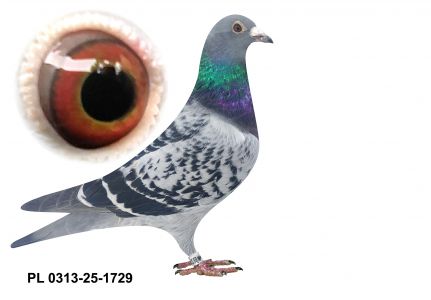 PL-0313-25-1729 - gołąbek wywodzący się z ptaków Benedykta i Becka.