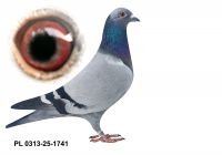 PL-0313-25-1741 - gołąbek wywodzący się z ptaków Prange i Jansen