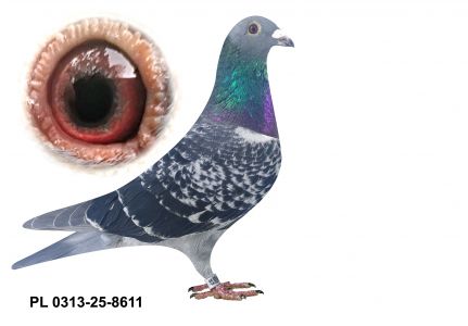 PL-0313-25-8611 - gołąbek wywodzący się z ptaków Rudalskich i Werendy