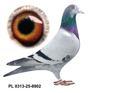 PL-0313-25-8902 - gołąbek wywodzący się z ptaków Klimka