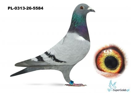 PL-0313-26-5584