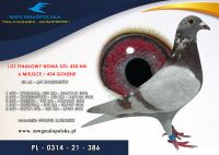 PL 0314 21 386 – GURGUL KAZIMIERZ – 6m FINAŁ odległość 430km!!! 23 AS Gołąb !!! pozycje z konkursów: 6,38,44 !!!!