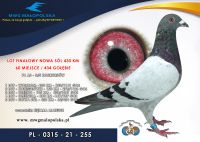 PL 0315 21 255– ZIĘTARA MATEUSZ – 28m SUPER FINAŁ 600km!!!, 60m FINAŁ !!!! odległości 430km!!