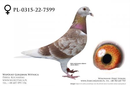 PL-0315-22-7599: Starma Gabriel Gołąb z hodowli: Starma Gabriel