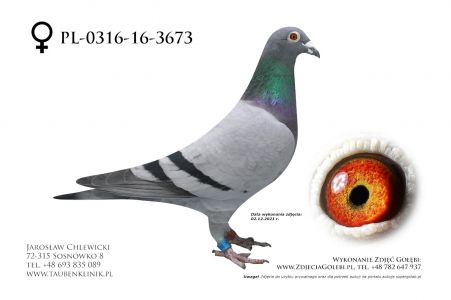 PL-0316-16-3673 oryg. Marek i Marcin Rzepka. Dynamite (Helios x 479) x wnuczka Cavendisha (P.Trost)