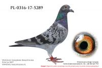 PL-0316-17-5289