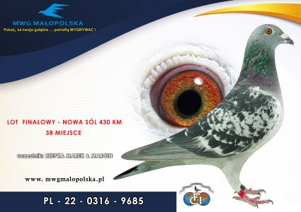 PL 0316 22 9685– org. –  4 AS Gołąb !!! 4 super wybitne wyścigi pod wiatr i w upał 30 stopni!!! Marek & Marcin Rzepka  –  38m – Finał 430km!!! 30m – 2 wyścig !!! 91m - 3 wyścig !!! 108m - 4 wyścig !!!  Kwszystkie wyścigi pod wiatr i w upale !!! (prawdopod