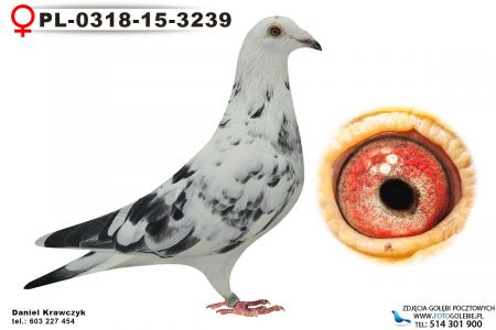 PL-0318-15-3239