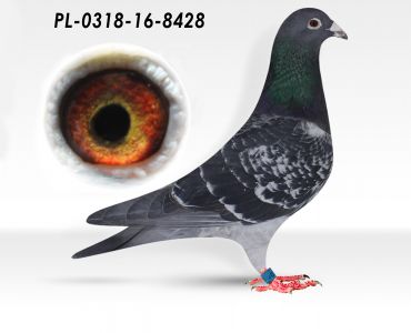 PL-0318-16-8428 - Janssen, Stichelbaut