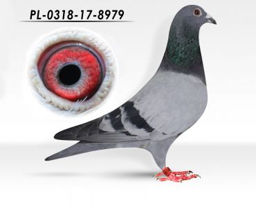 PL-0318-17-8979 - Vaneste Rigole, H.A. Kopczyk