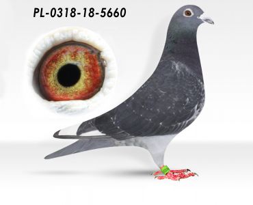 PL-0318-18-5660 - Wanroy, Batenburg v.d. Merwe - gołąb dalekodystansowy