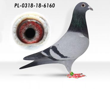 PL-0318-18-6160 - Puttman, Eijerkamp, Kopczyk