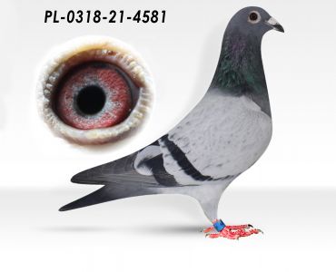 PL-0318-21-4581 - linia Fieneke 5000